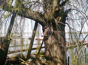 Alte Weide am Hafen