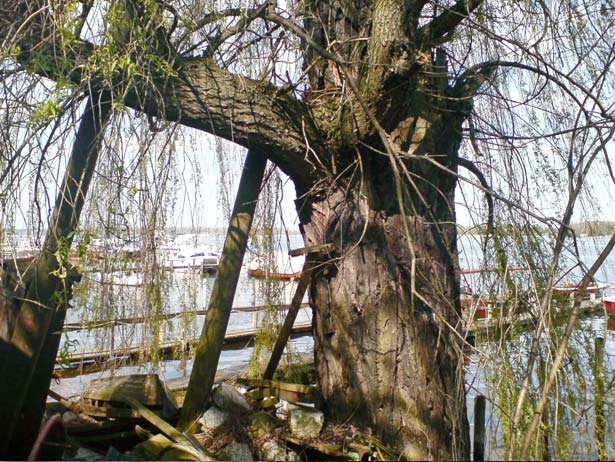 Alte Weide am Hafen