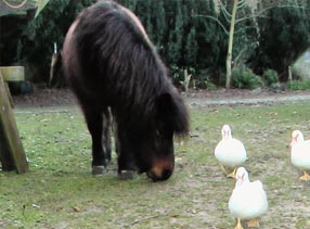 Heidi - unser Shetland Pony