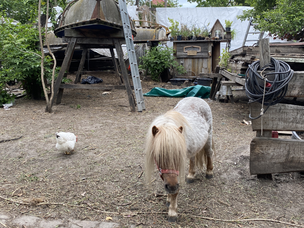 Eines unserer Shetland Ponys